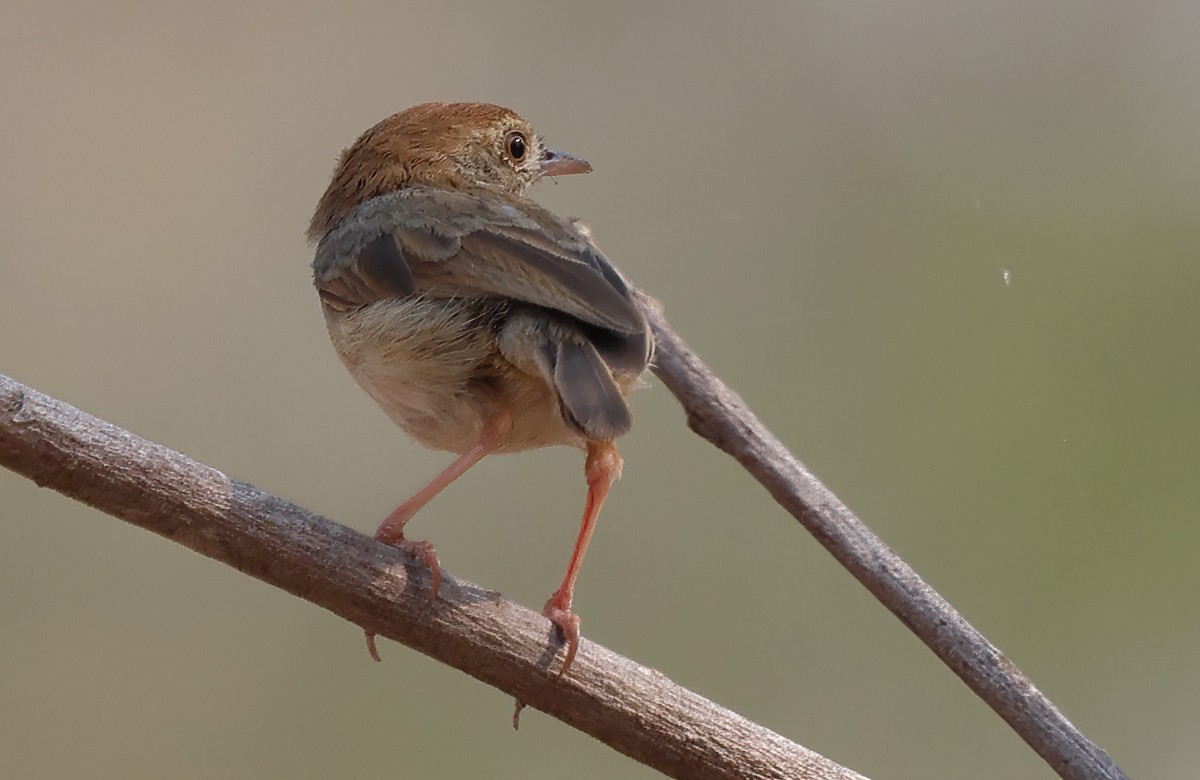 Piping Cisticola - ML643571845