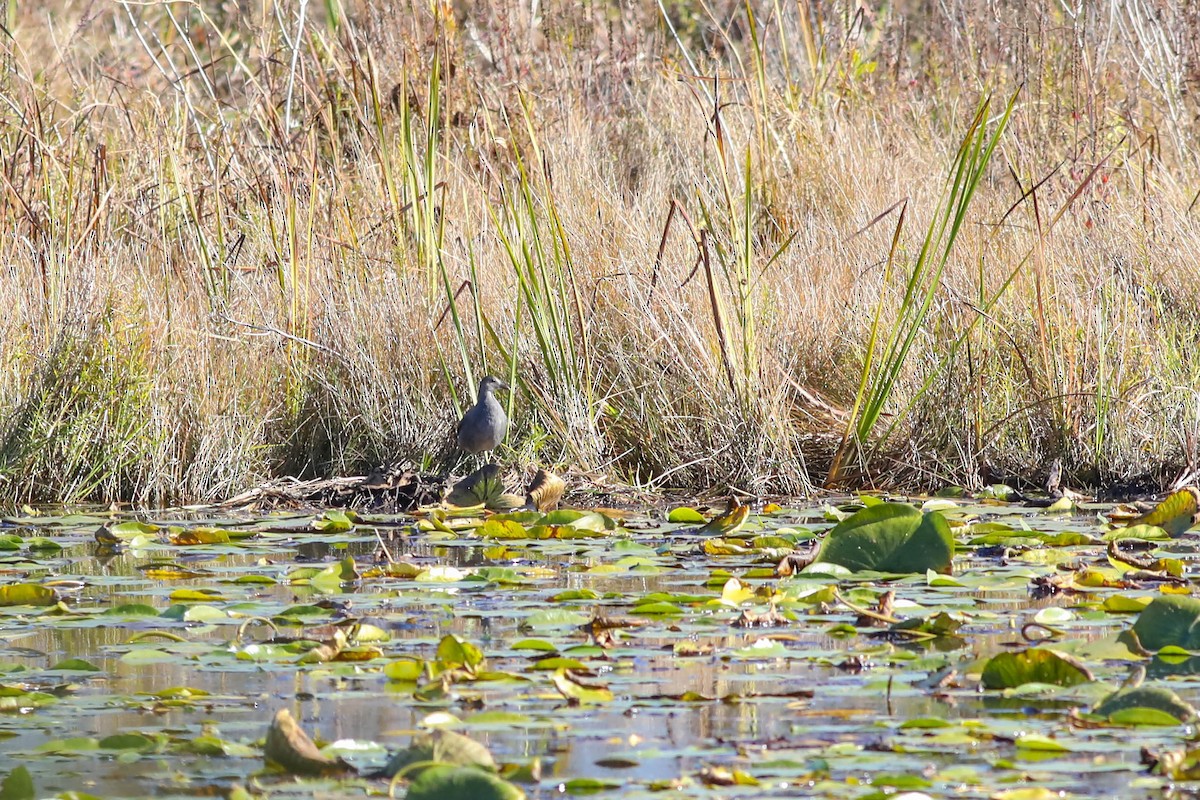 アメリカバン - ML643571846