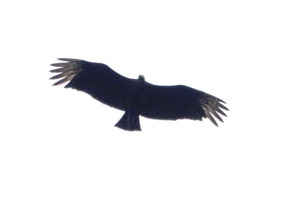Black Vulture - ML643571859