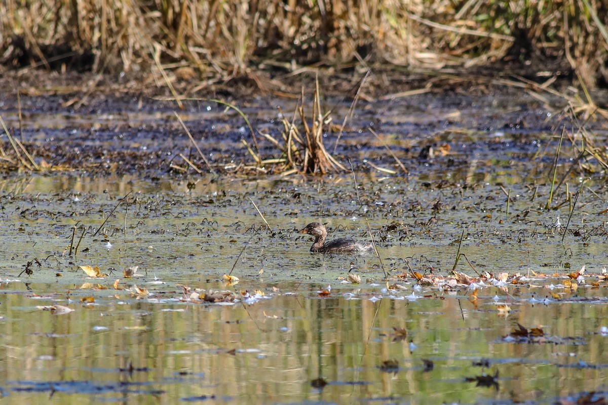Pied-billed Grebe - ML643571863