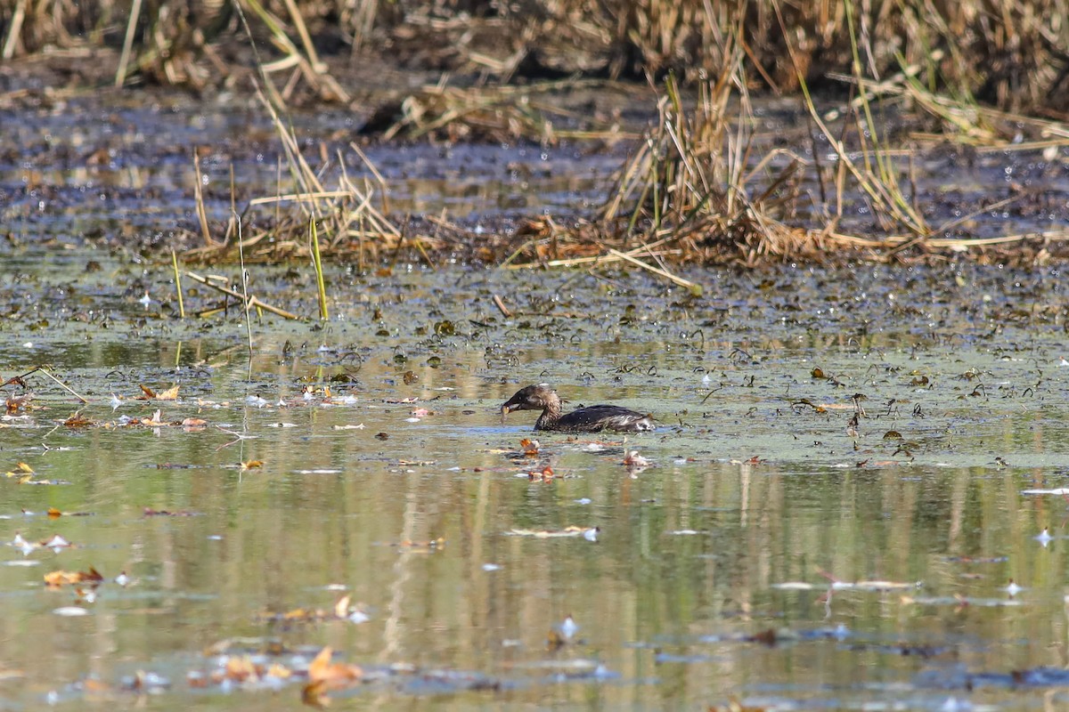 Pied-billed Grebe - ML643571864