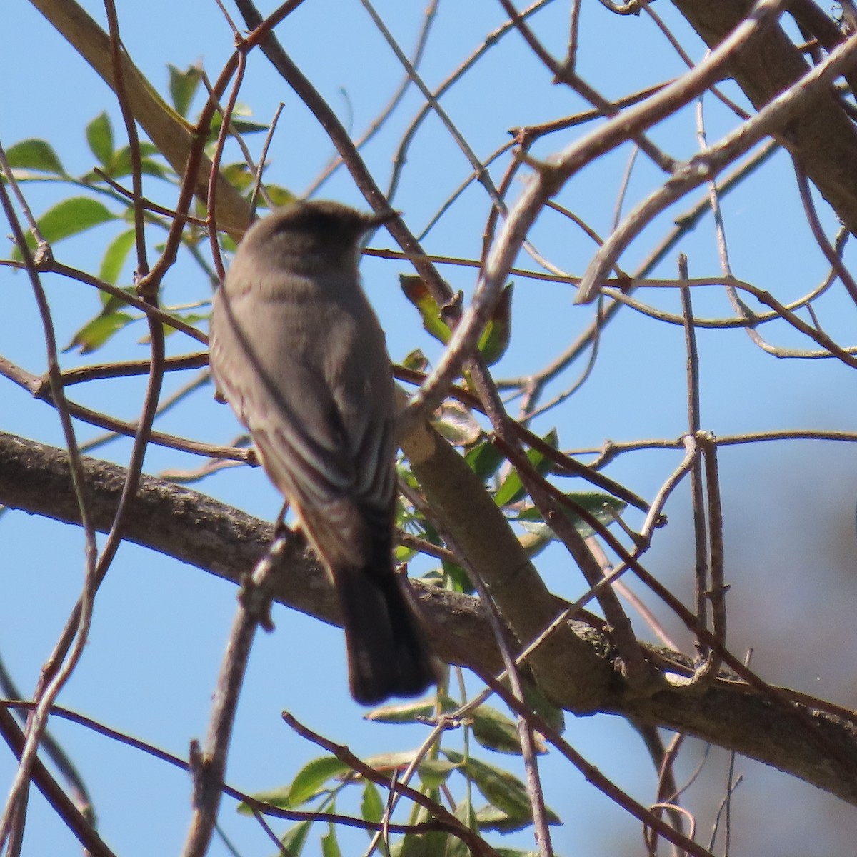 Say's Phoebe - ML643571878