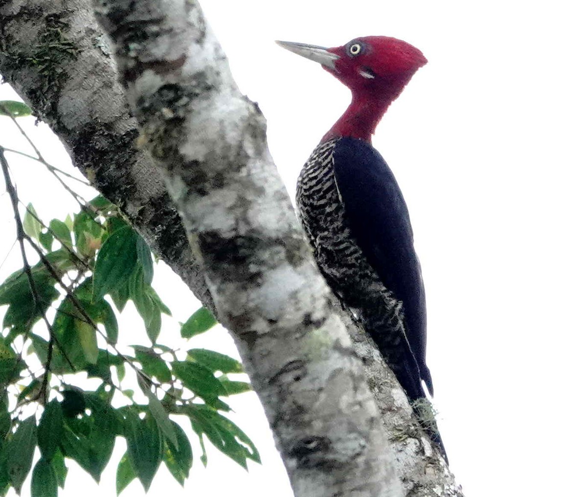 Robust Woodpecker - ML643571879
