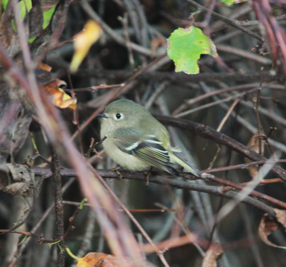 Ruby-crowned Kinglet - ML643571894