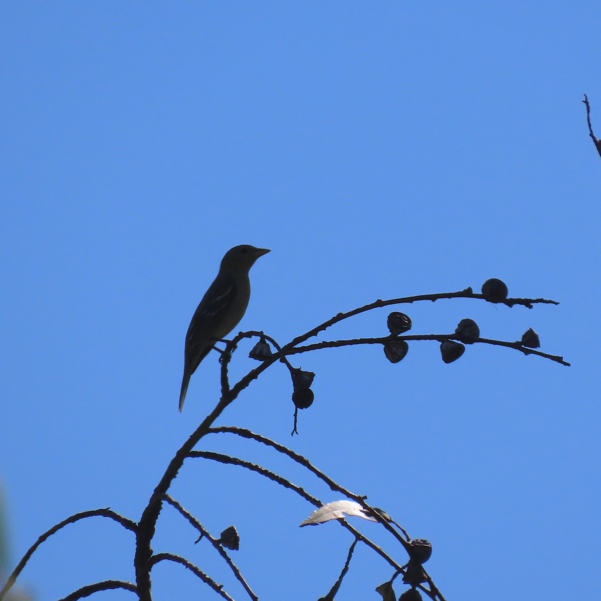 Western Tanager - ML643571895