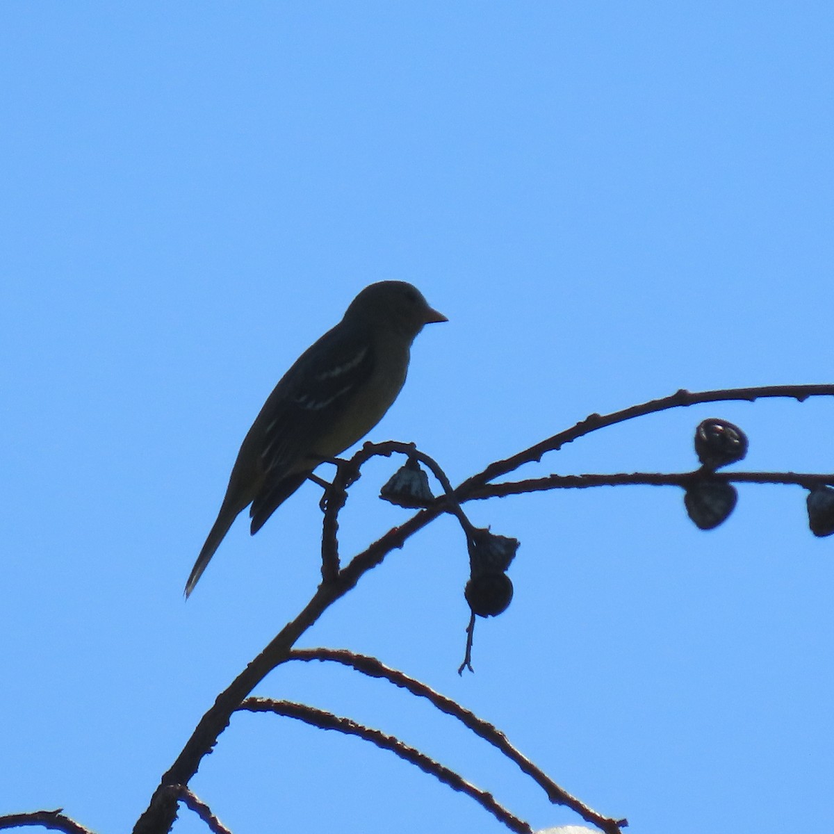 Western Tanager - ML643571900