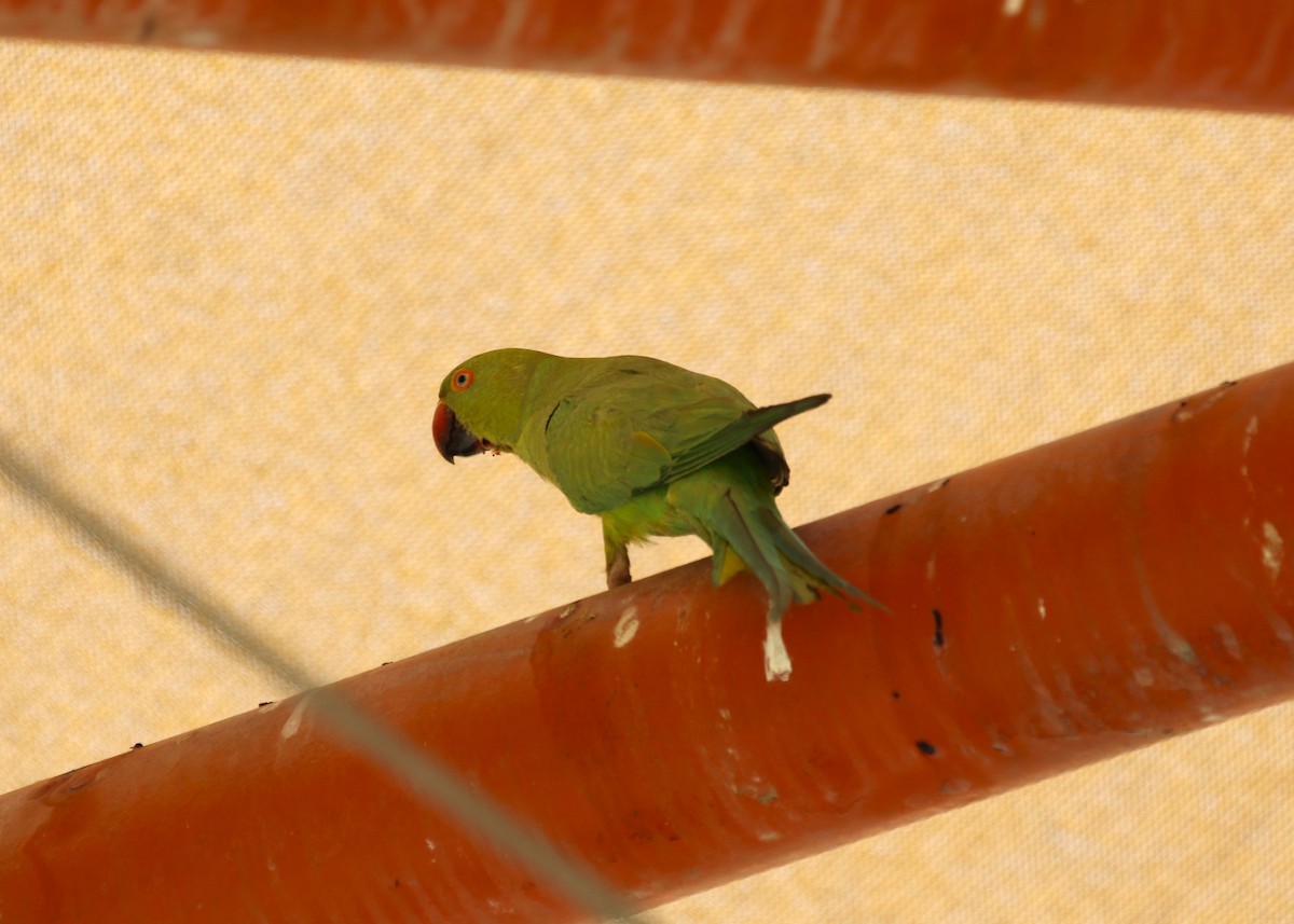 Perruche à collier - ML643571910