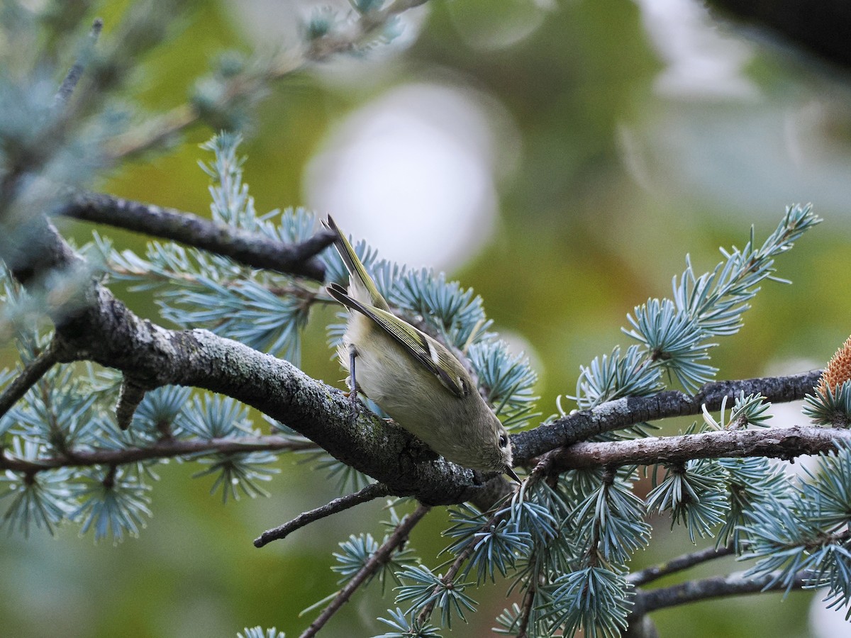 Ruby-crowned Kinglet - ML643571931