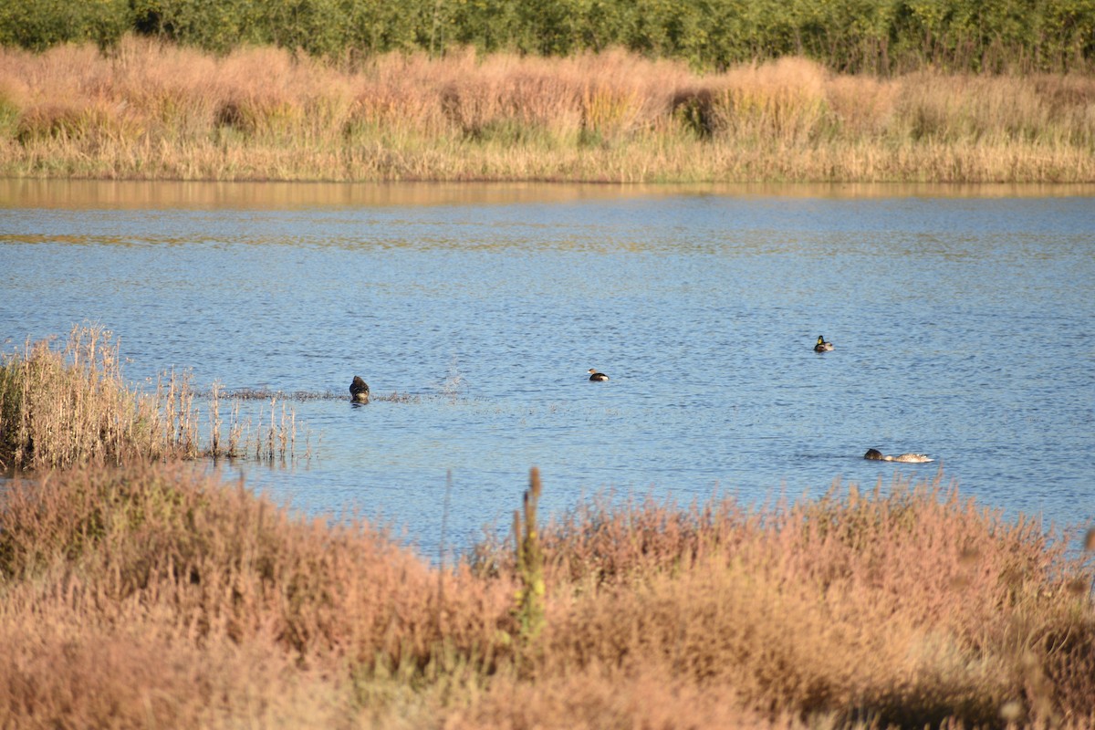 Pied-billed Grebe - ML643571940
