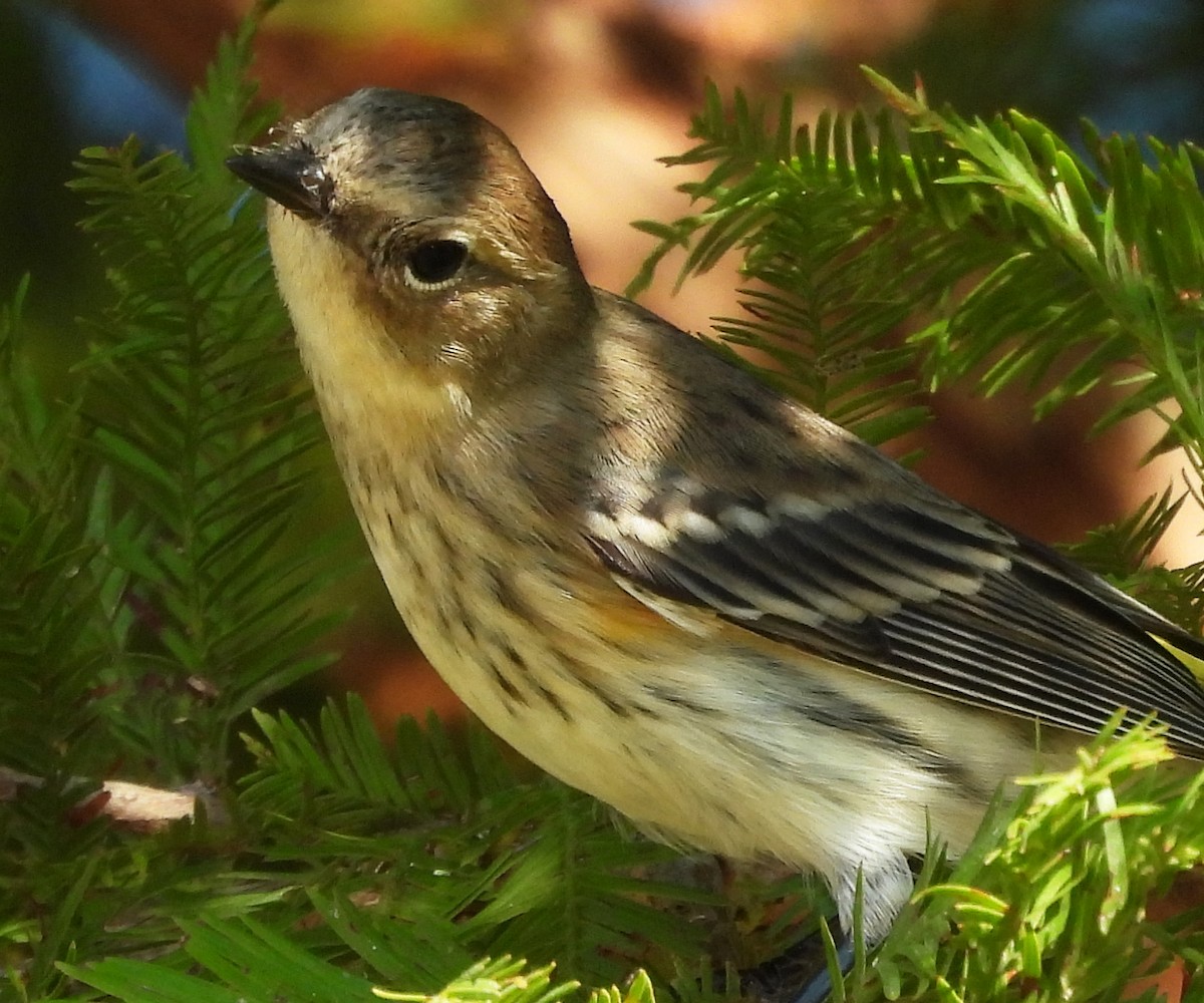 Yellow-rumped Warbler - ML643571941