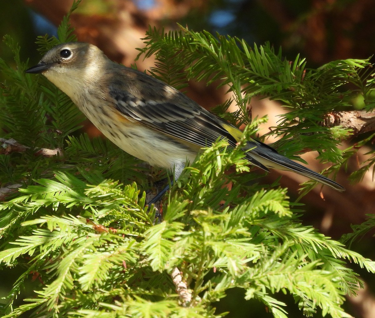 Yellow-rumped Warbler - ML643571943