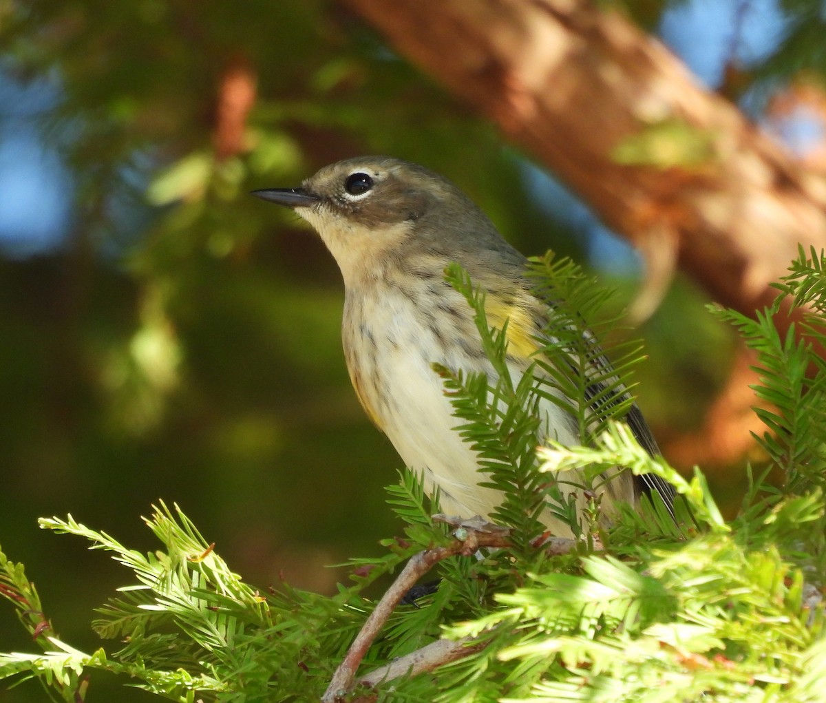 Yellow-rumped Warbler - ML643571944