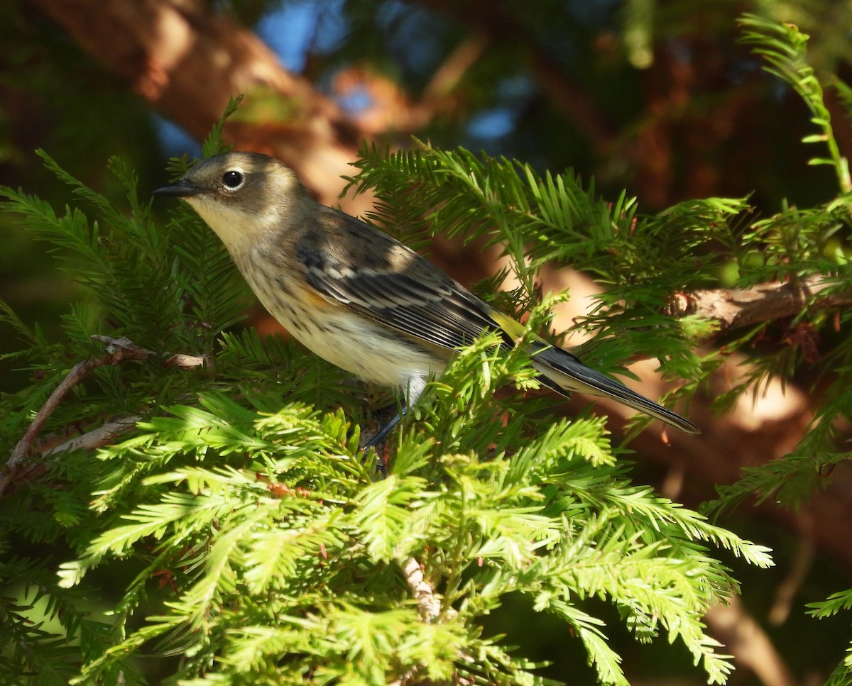 Yellow-rumped Warbler - ML643571945