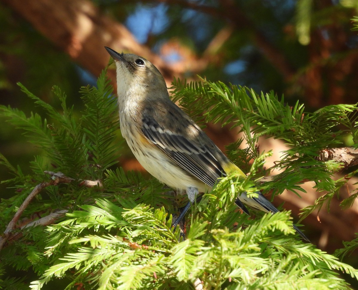 Yellow-rumped Warbler - ML643571946
