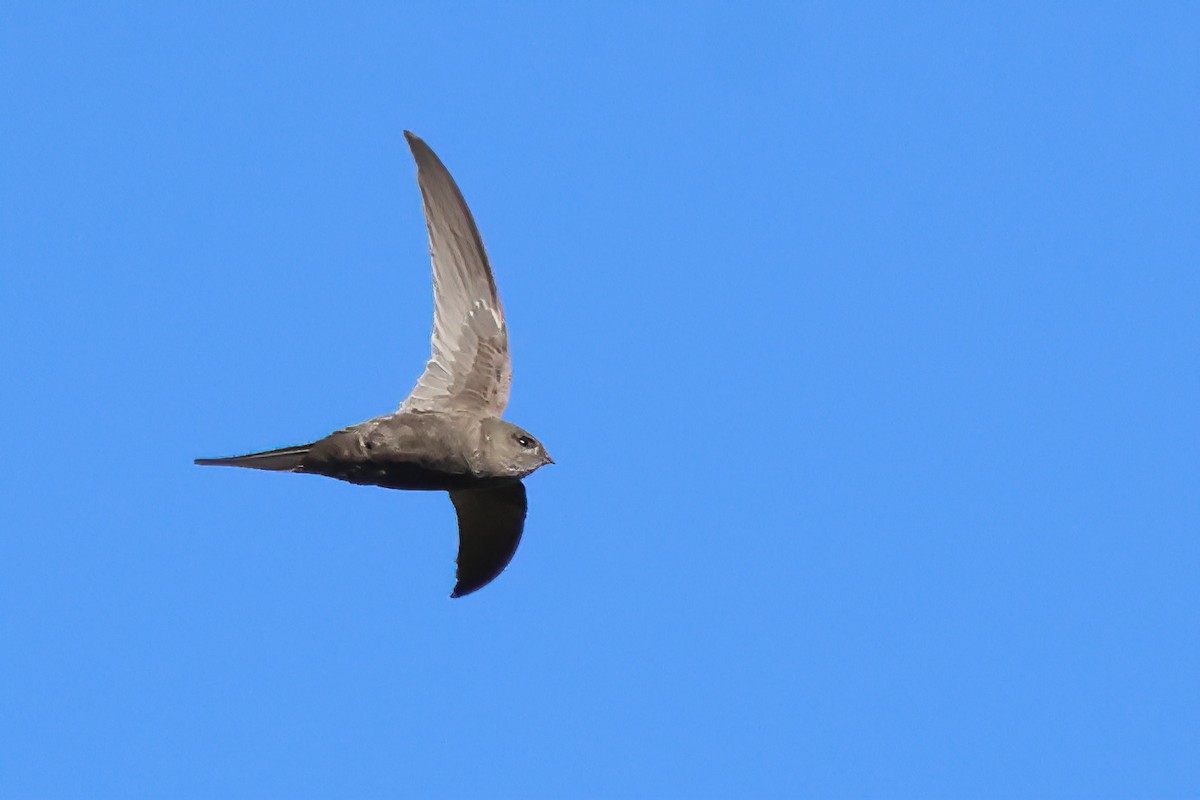 African Palm Swift - ML643571953