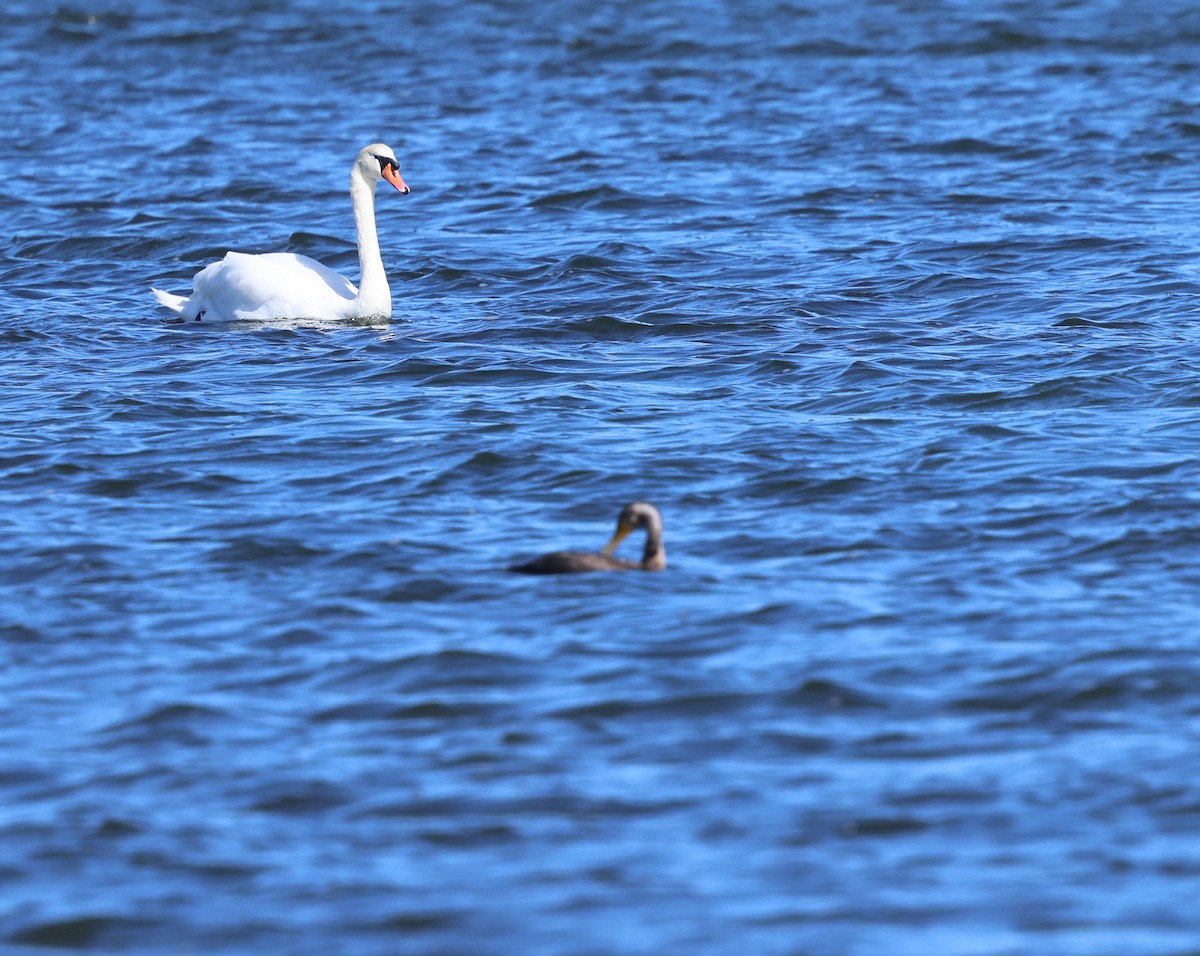 Mute Swan - ML643571955