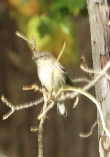 Yellow-rumped Warbler - ML643571968