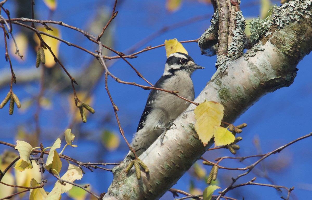 Downy Woodpecker - ML643571969