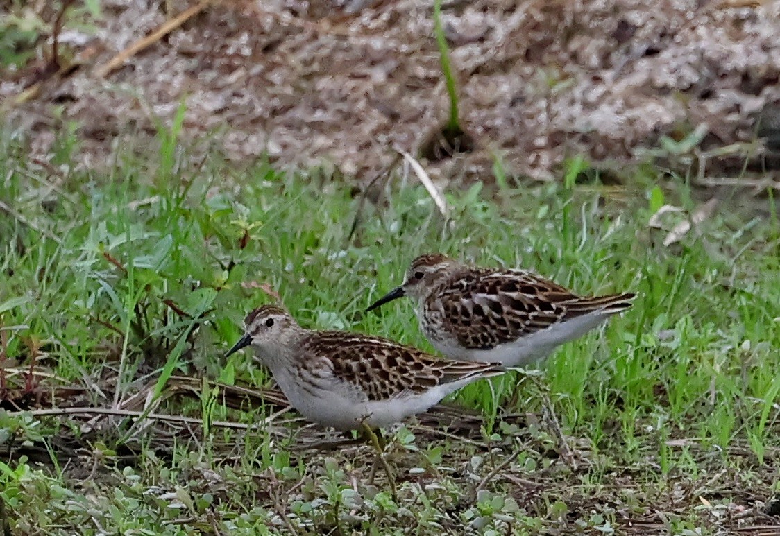 jespák drobný - ML643571981