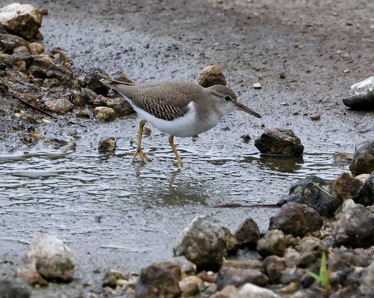 Drosseluferläufer - ML643571985
