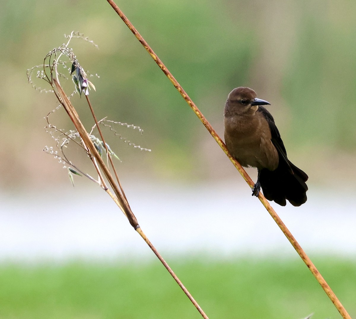 Boat-tailed Grackle - ML643571989