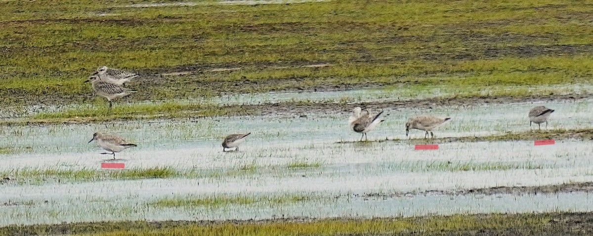 polarsnipe - ML643571999