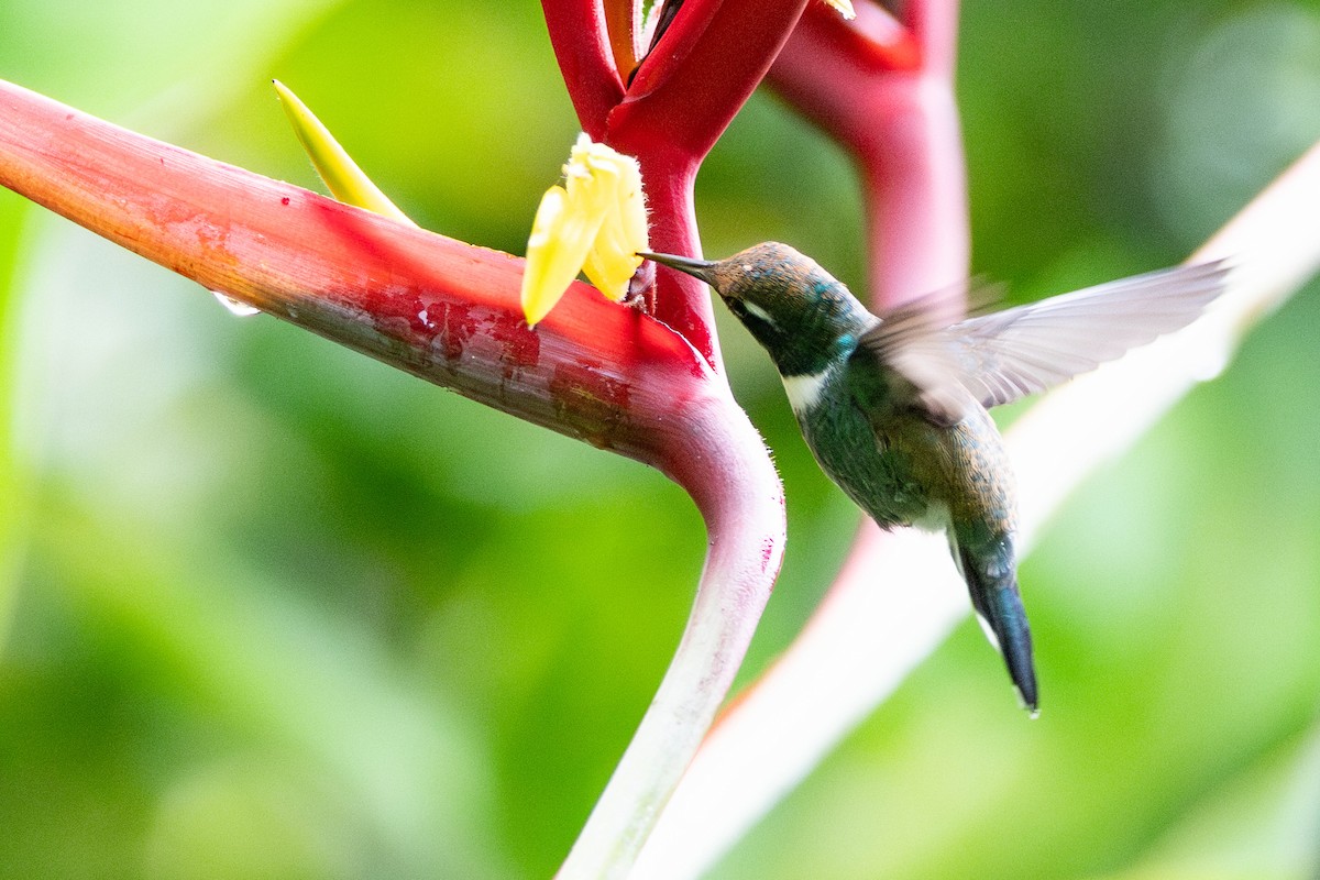 White-throated Daggerbill - ML643572001