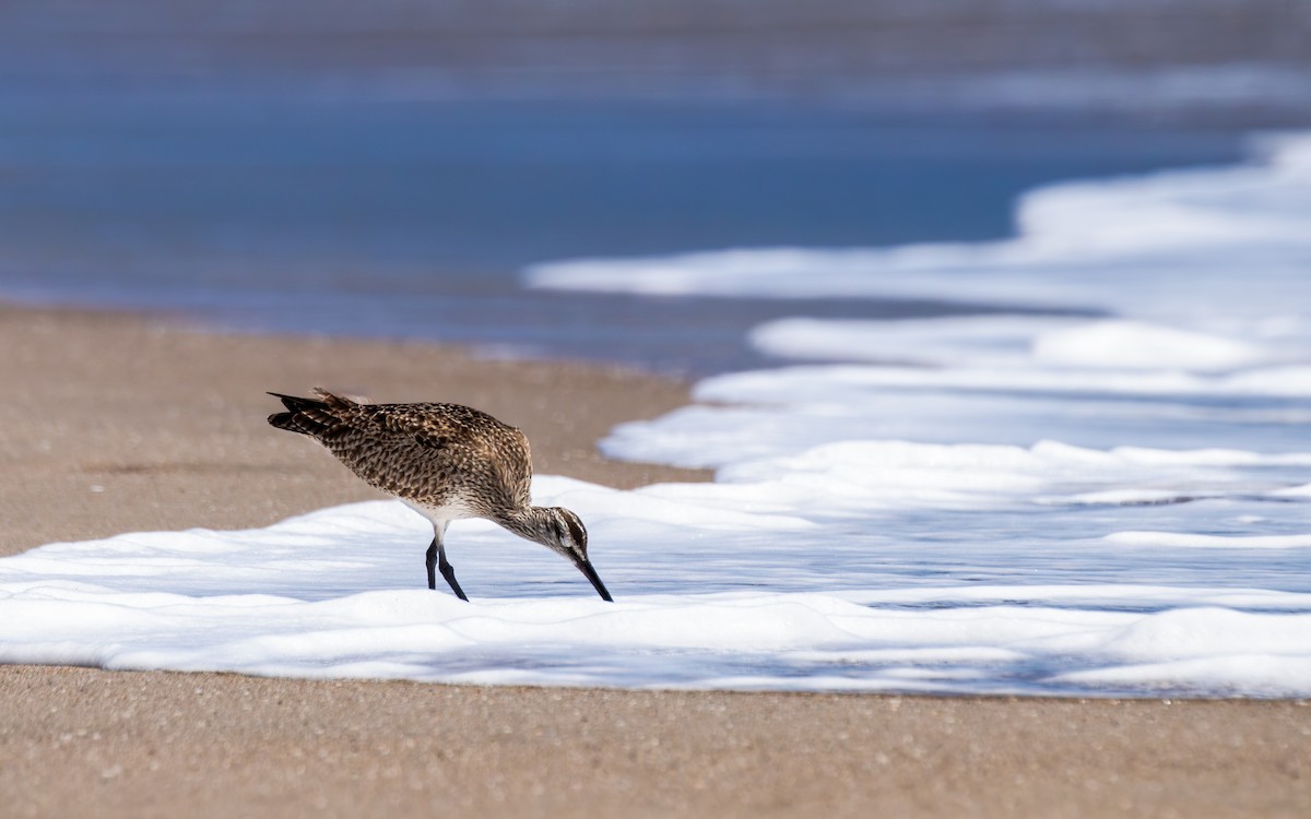 Whimbrel (Hudsonian) - ML643572002