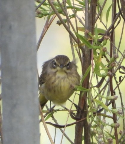 Palm Warbler - ML643572009