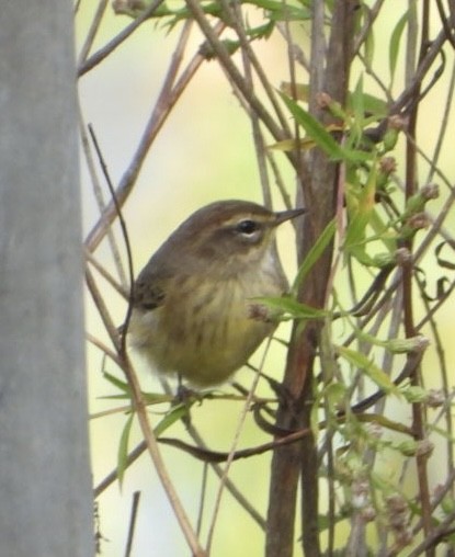 Palm Warbler - ML643572010