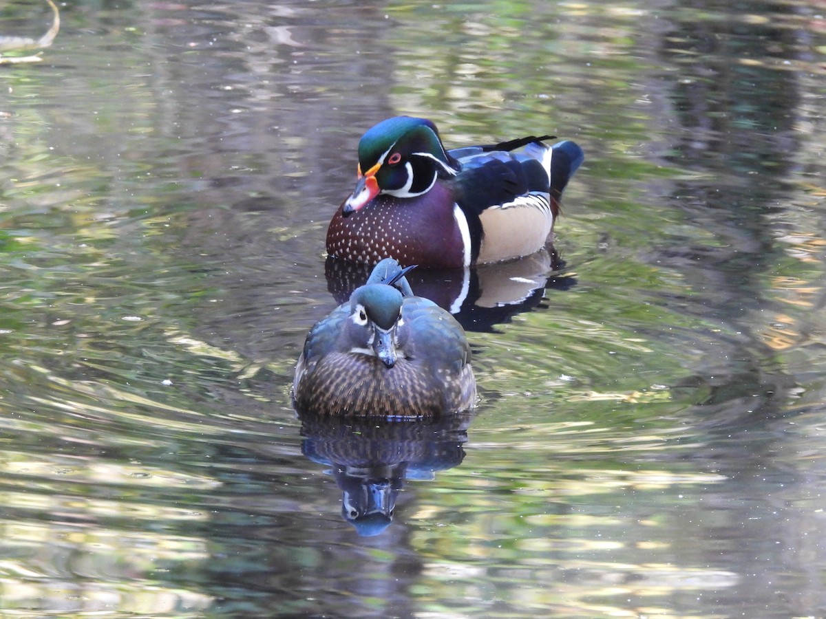 Wood Duck - ML643572014