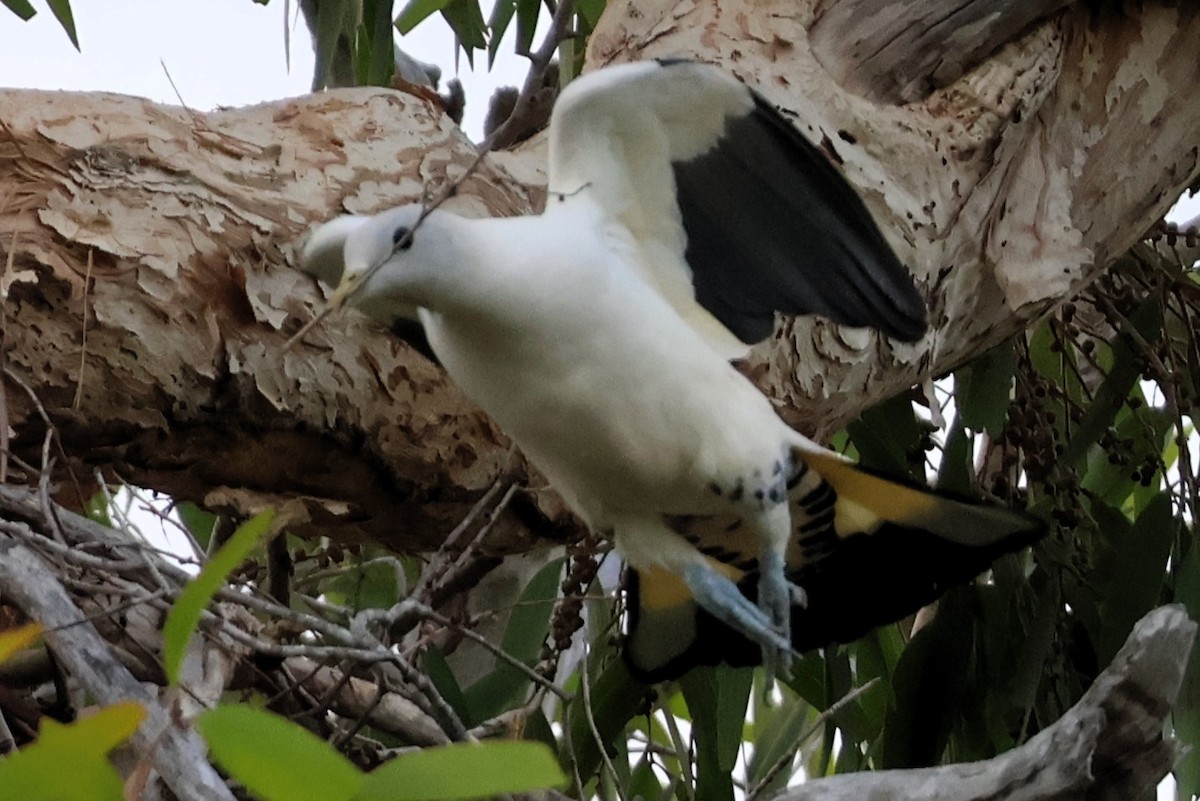 Torresian Imperial-Pigeon - ML643572015