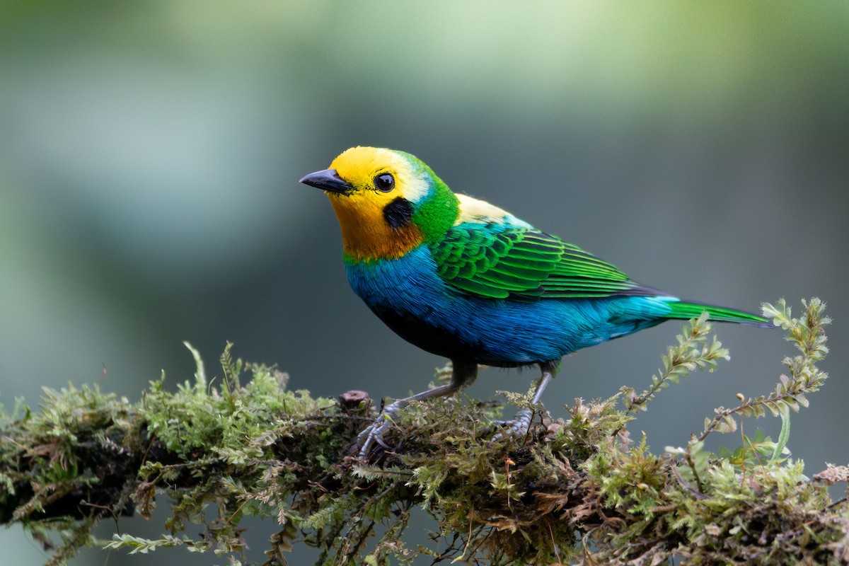 Multicolored Tanager - ML643572020