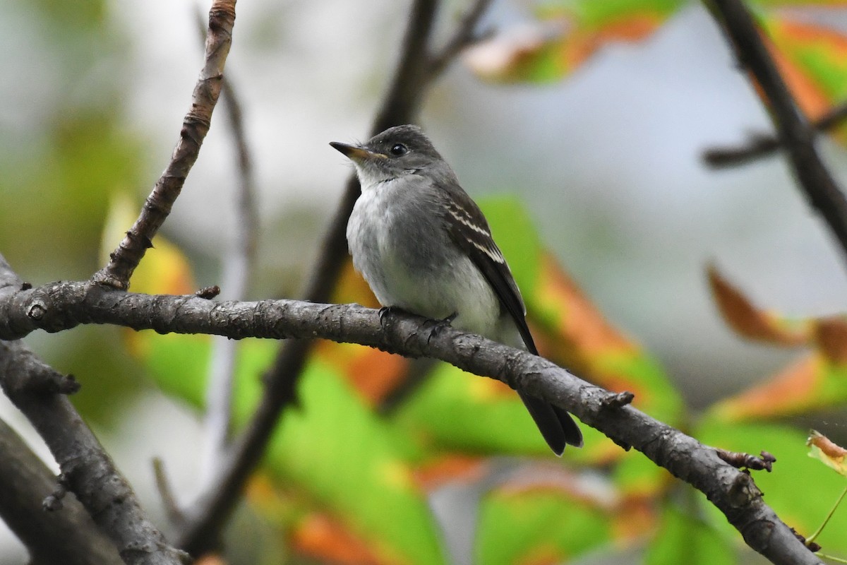 Eastern Wood-Pewee - ML643572021