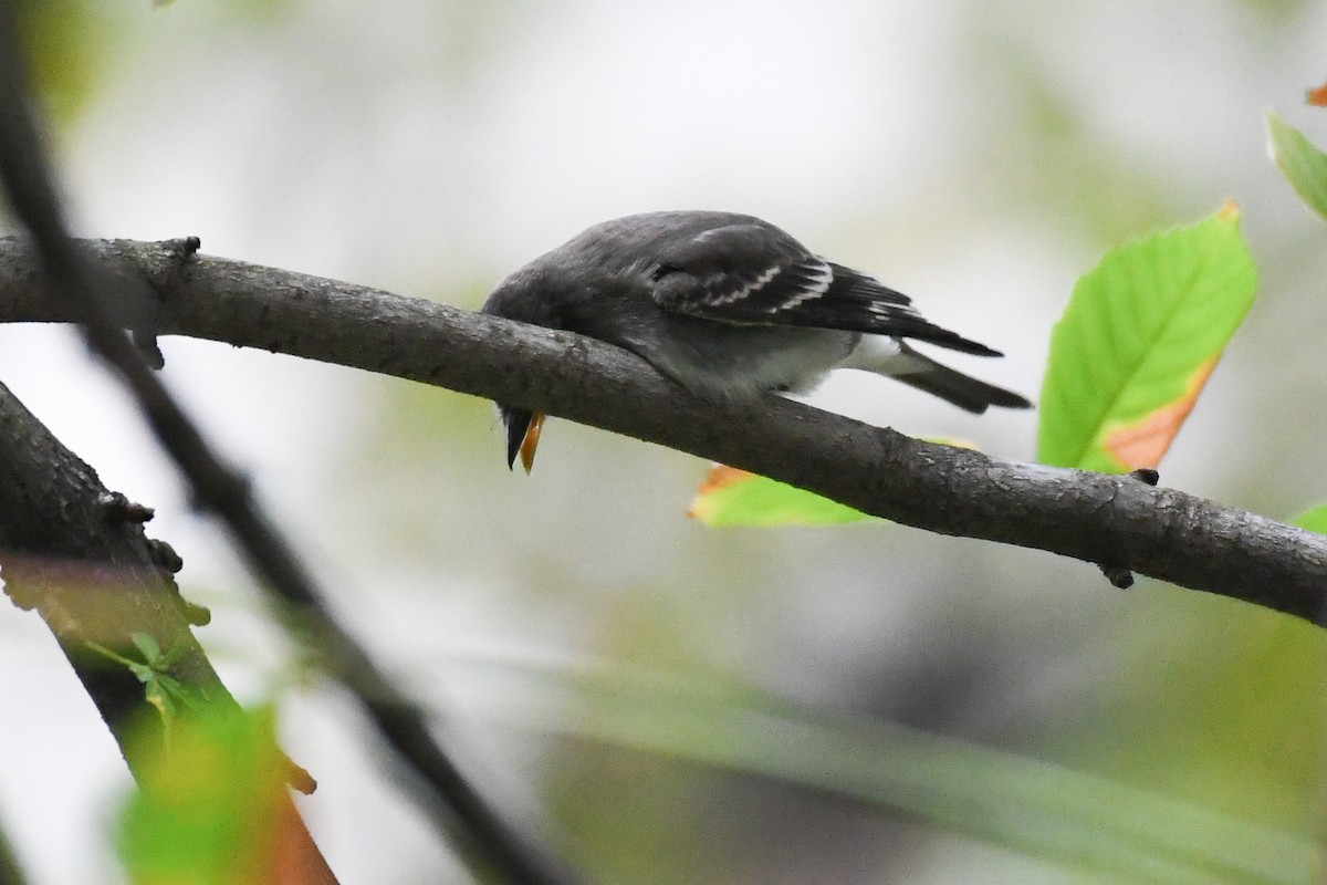 Eastern Wood-Pewee - ML643572022