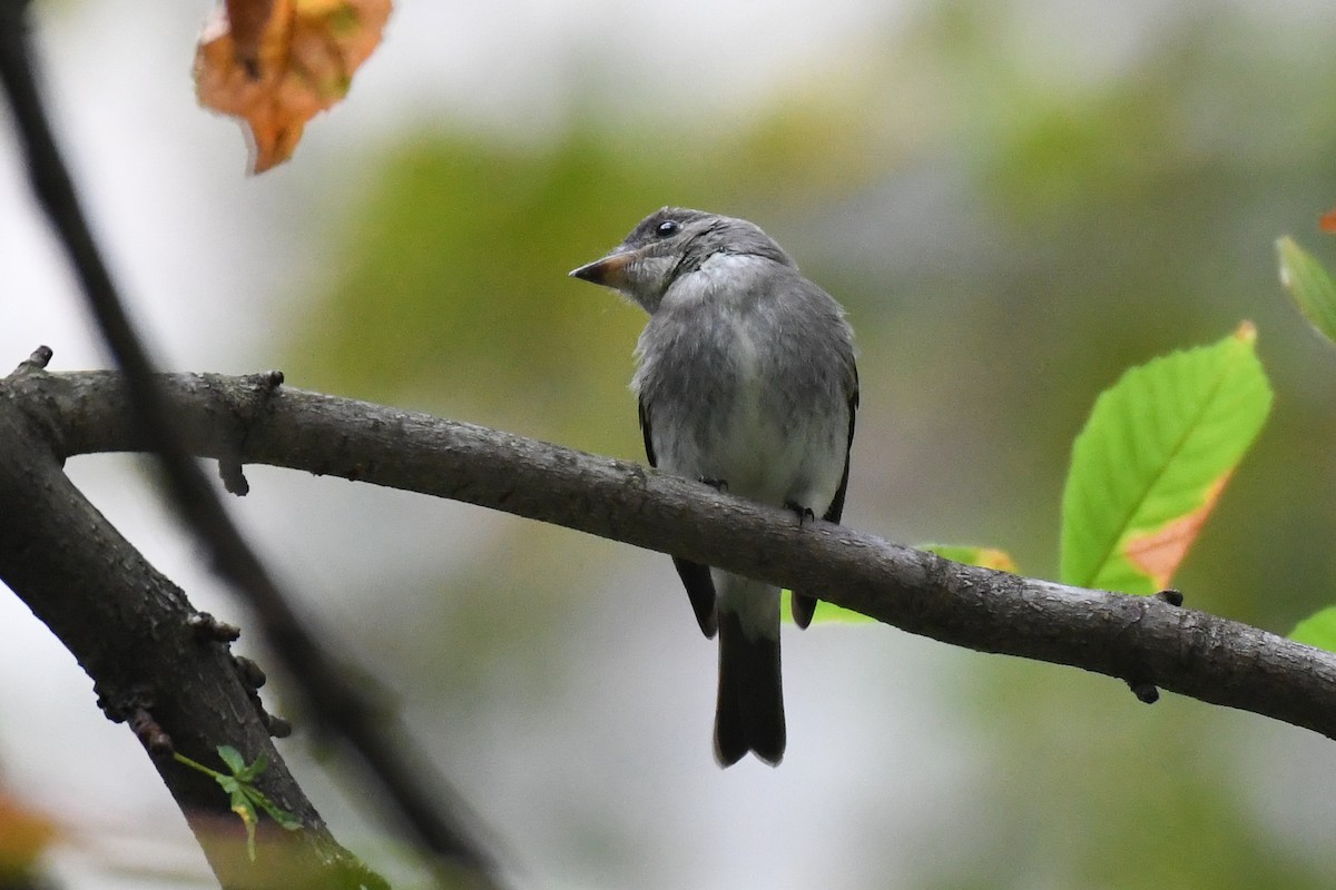 Eastern Wood-Pewee - ML643572024