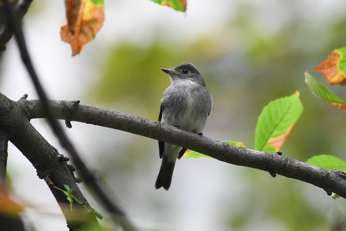 Eastern Wood-Pewee - ML643572026