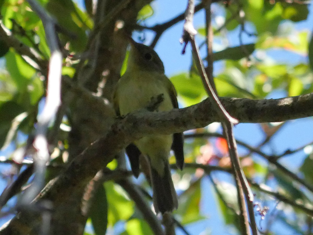 Empidonax sp. - ML643572028