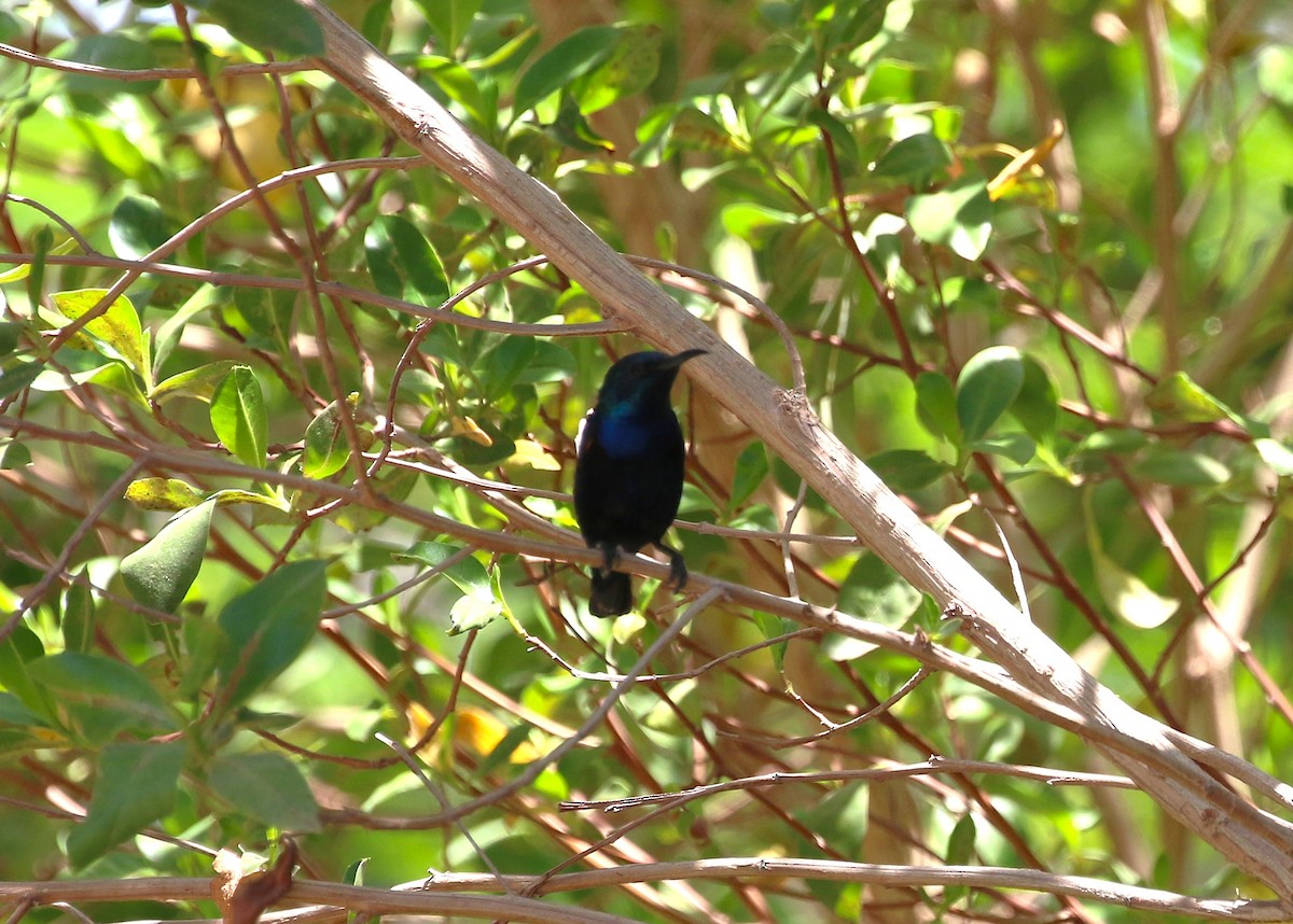 Souimanga asiatique - ML643572029