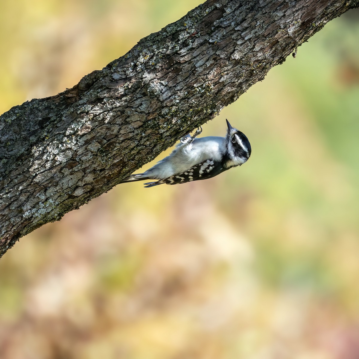 Downy Woodpecker - ML643572030