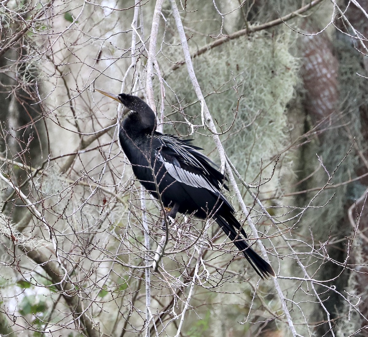 Anhinga - ML643572043
