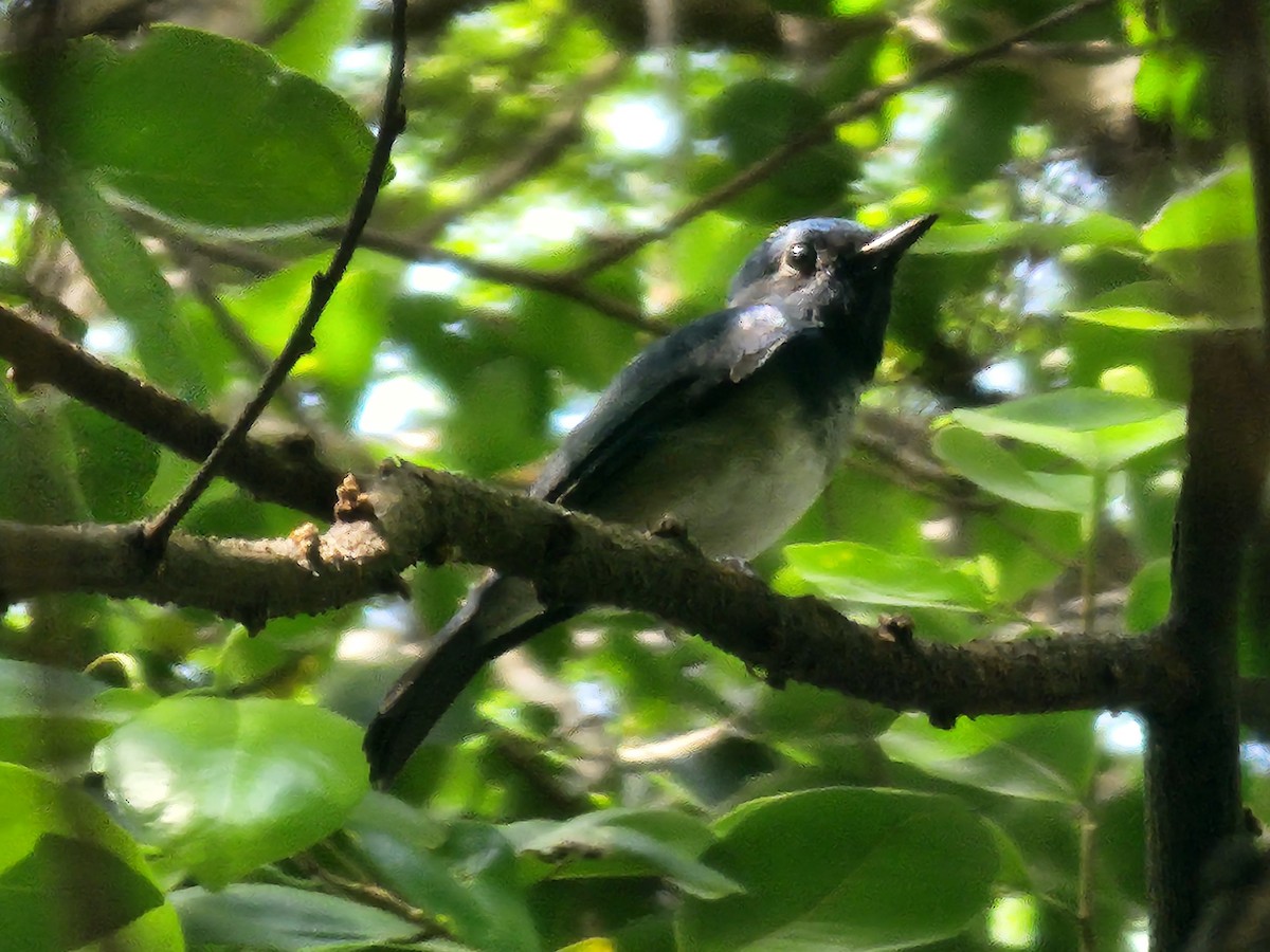 海南藍仙鶲 - ML643572046