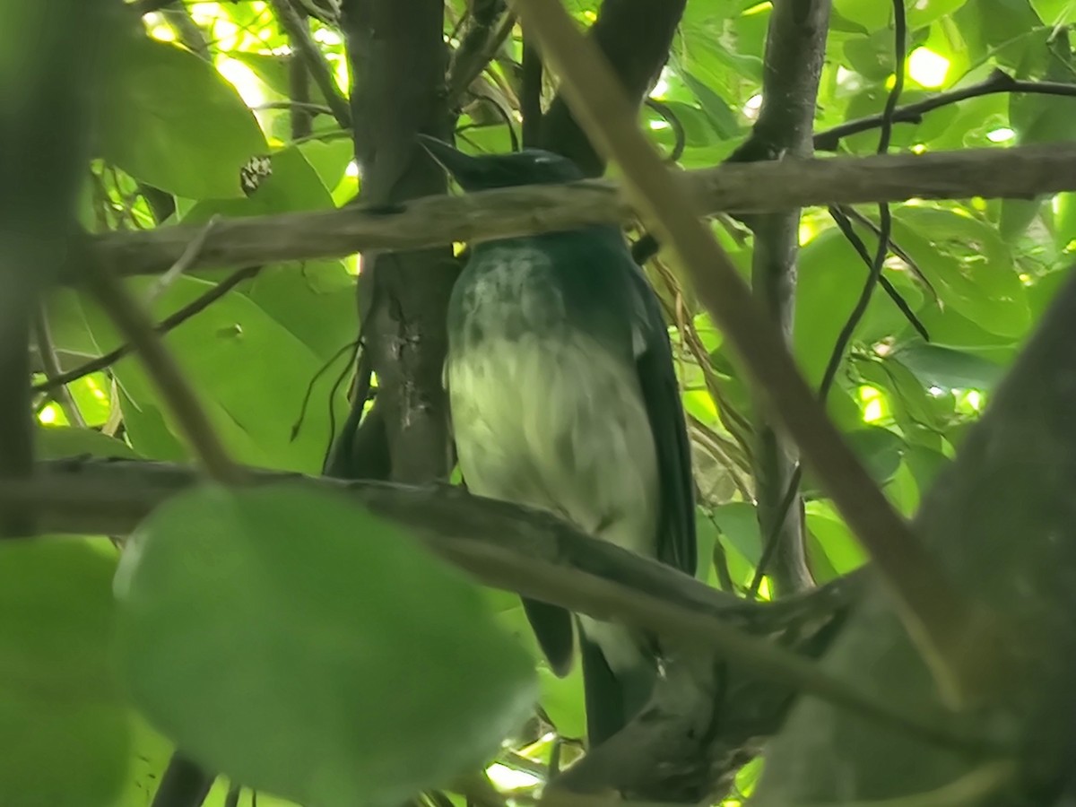 海南藍仙鶲 - ML643572049