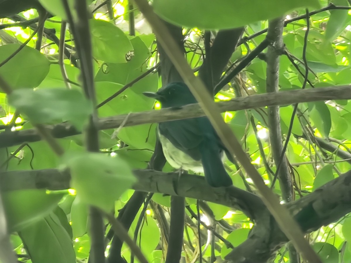 海南藍仙鶲 - ML643572051