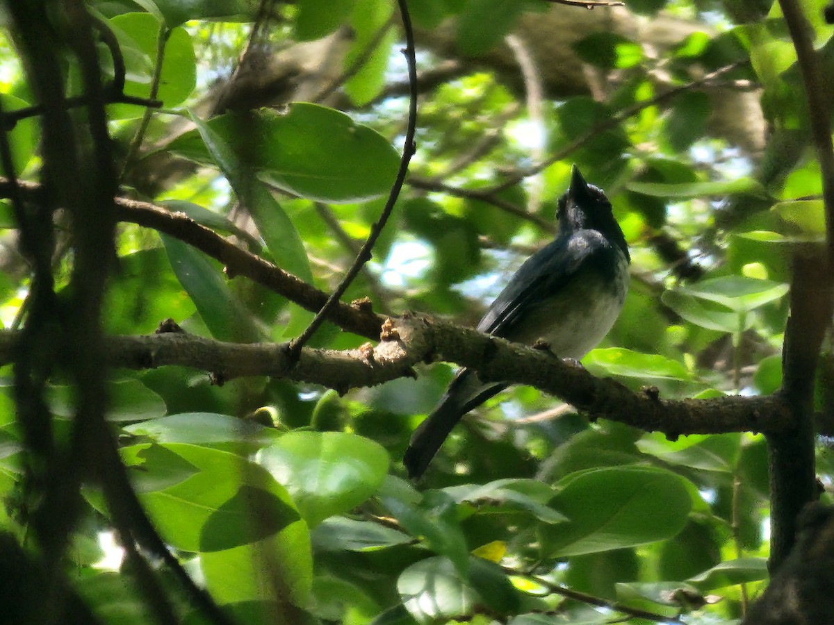 海南藍仙鶲 - ML643572052