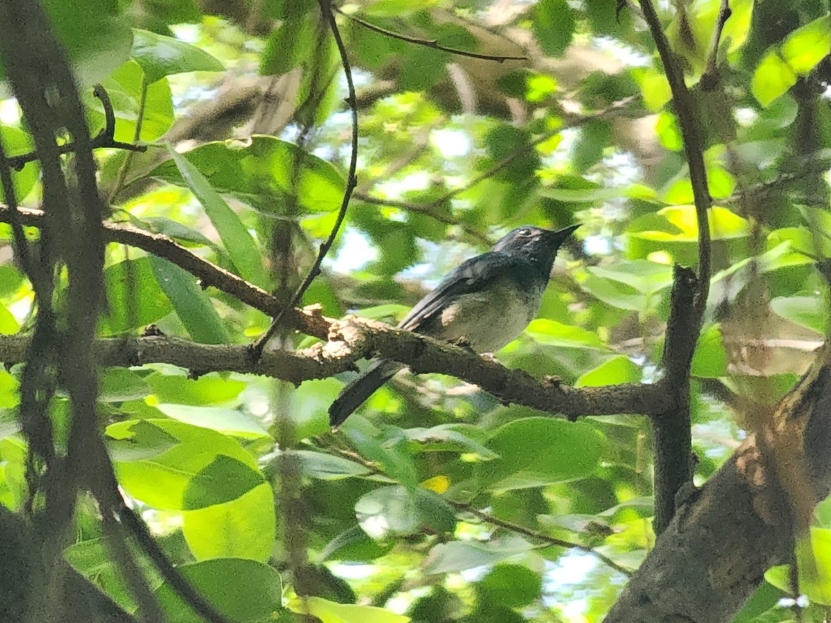 海南藍仙鶲 - ML643572053