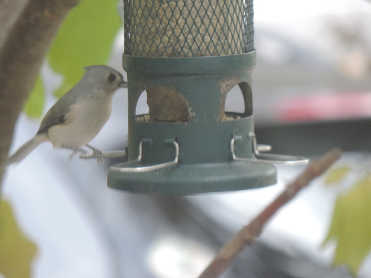 Tufted Titmouse - ML643572054