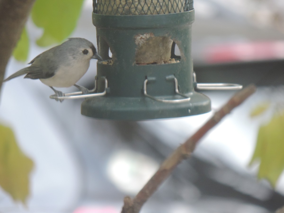 Tufted Titmouse - ML643572055