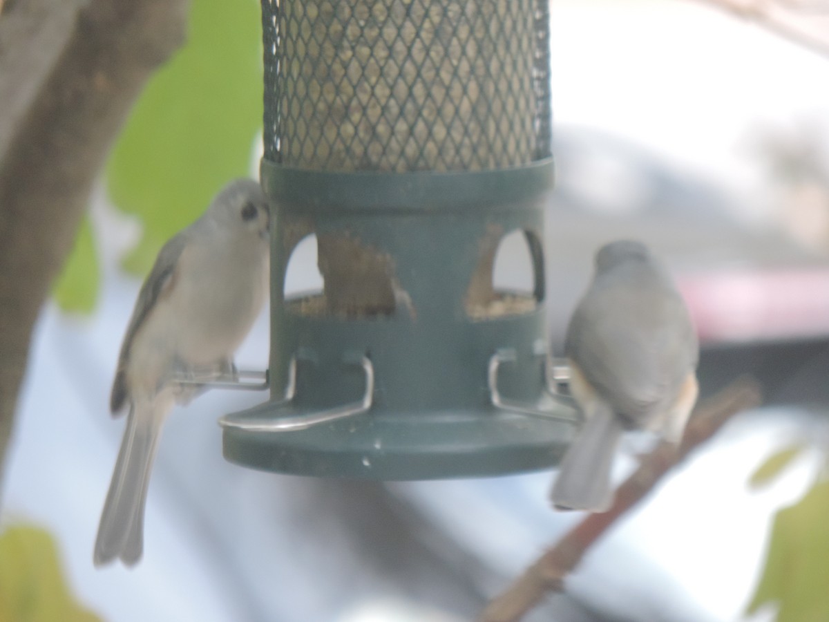Tufted Titmouse - ML643572056