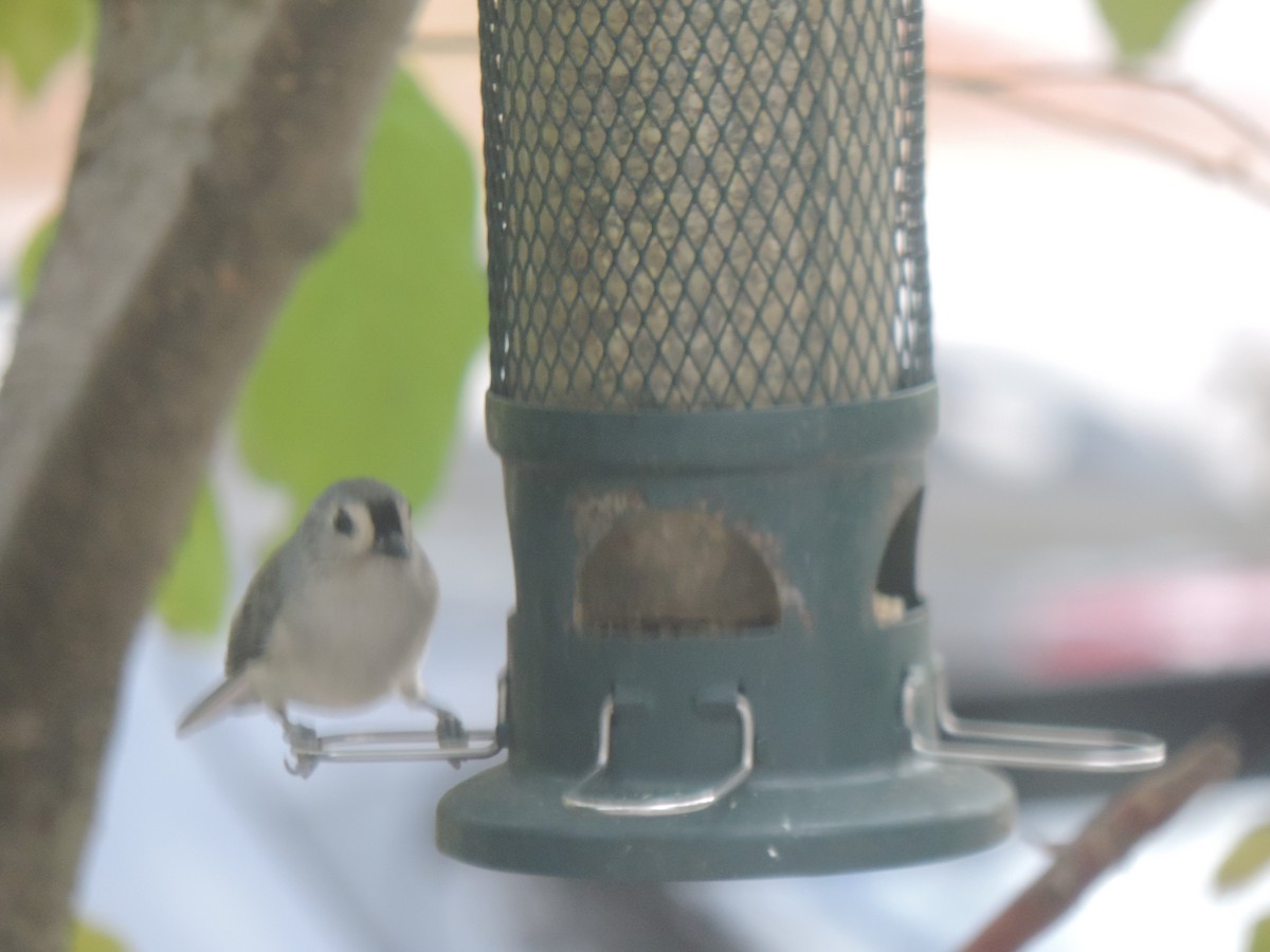 Tufted Titmouse - ML643572057